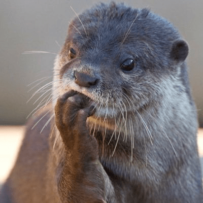 A picture of an asian short clawed otter with their paw in their mouth. The otter's expression is thoughtful or pensive.